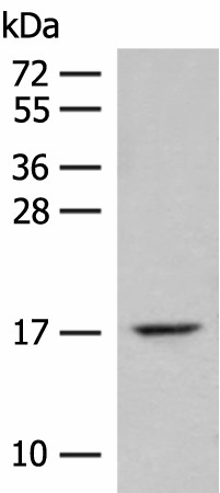 Валидация Elabscience E-AB-18785