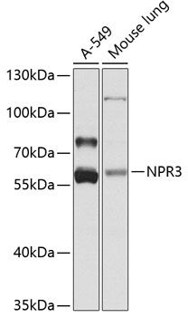 Валидация Elabscience E-AB-62846