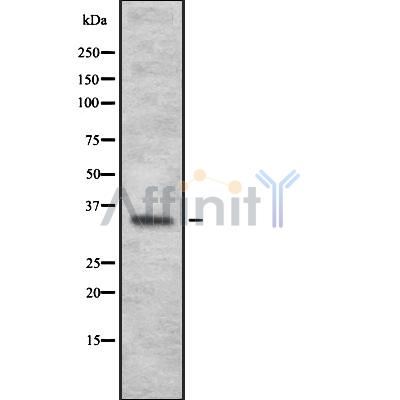 Валидация Affinity DF10297 - 5910