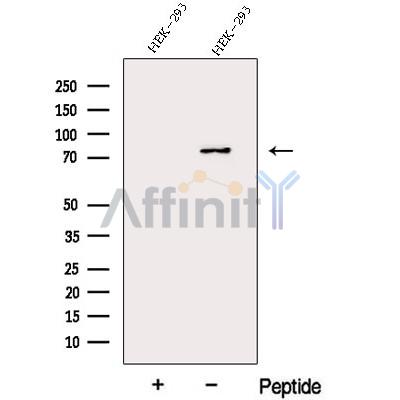 Валидация Affinity DF12932 - 7686