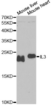 Валидация Elabscience E-AB-62101