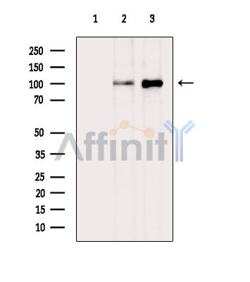 Валидация Affinity DF16026 - 12573