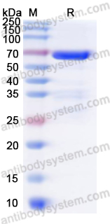 Валидация AntibodySystem YXX16801