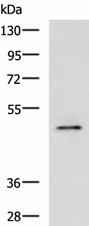 Валидация Elabscience E-AB-53270
