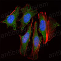 Валидация IF - AntibodySystem RHA55301
