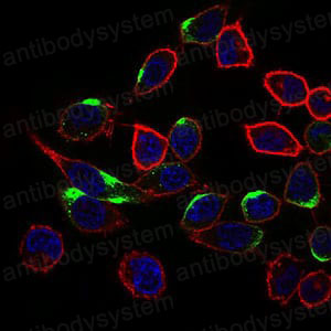 Валидация IF - AntibodySystem RHK55704