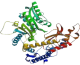 Glutamate Decarboxylase 2, Acid (GAD2)