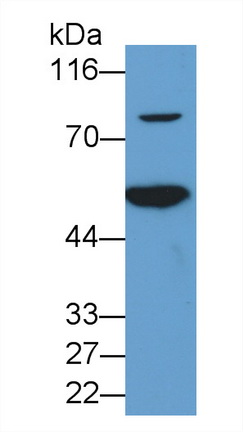 3832