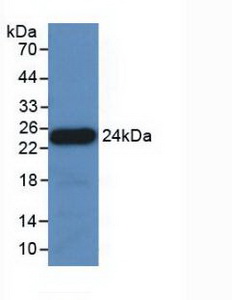 39696