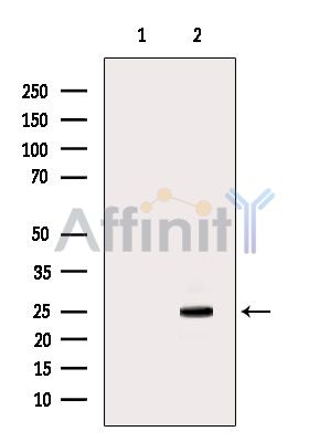 Валидация Affinity DF9948 - 22955