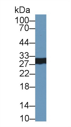 10354
