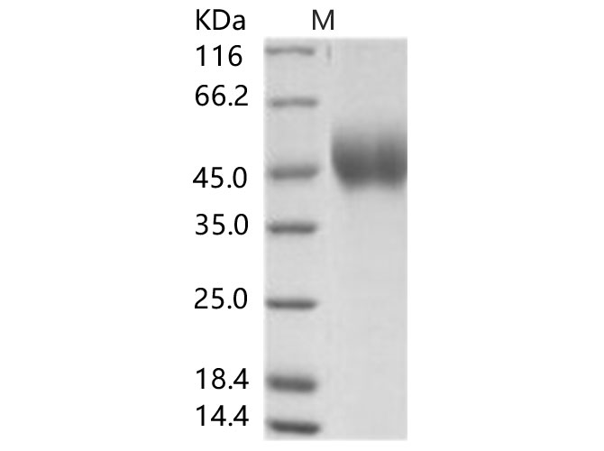Валидация Elabscience PKSV030166(5943)