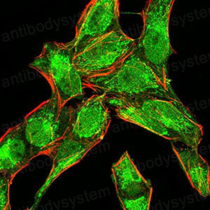 Валидация IF - AntibodySystem RHC94302