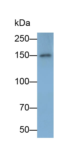 33216