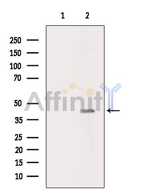 Валидация Affinity AF3940 - 2077