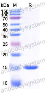 Валидация SDS-PAGE - AntibodySystem RWK25804