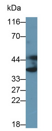 5525