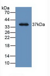 61819