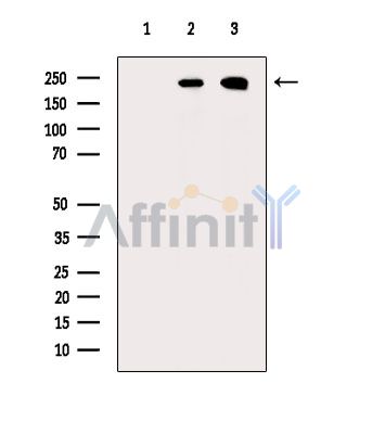 Валидация Affinity DF15739 - 12214