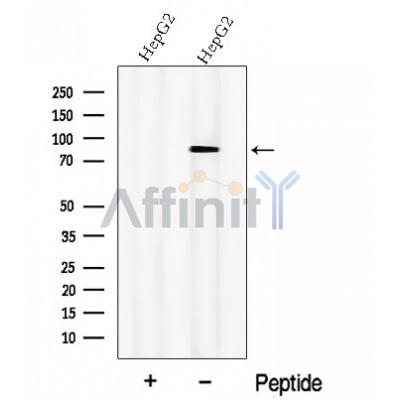 Валидация Affinity DF12683 - 7341