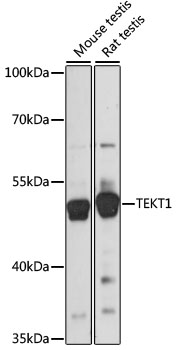 Валидация Elabscience E-AB-91078