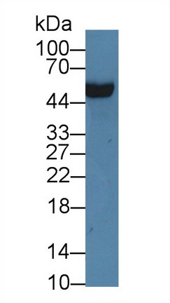 10154