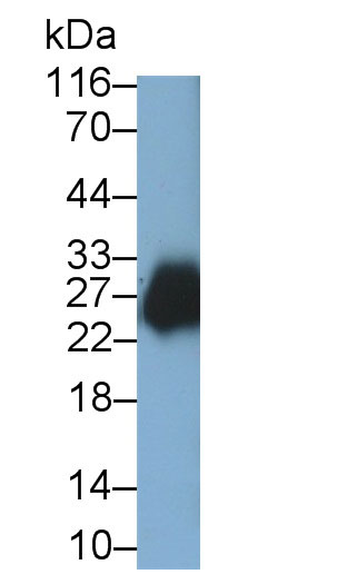 30654
