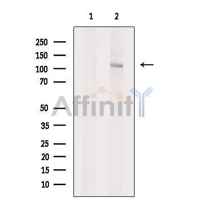 Валидация Affinity DF8843 - 20921