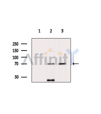 Валидация Affinity DF15415 - 11741