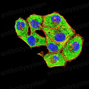Валидация IF - AntibodySystem RHN82302