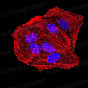 Валидация IF - AntibodySystem RHN96101 (1684)