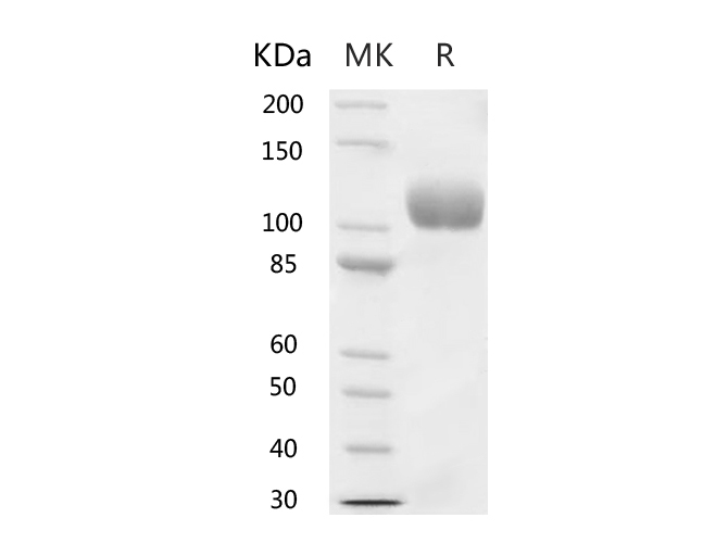 Валидация Elabscience PKSR030508(5817)