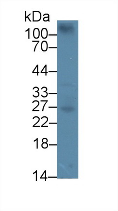 12663