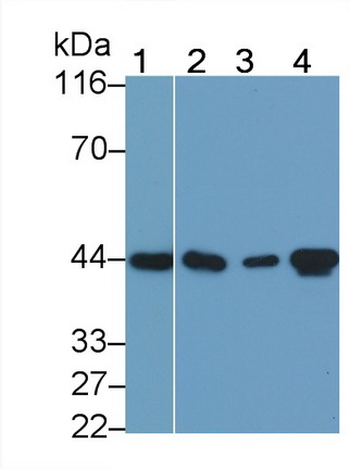26941