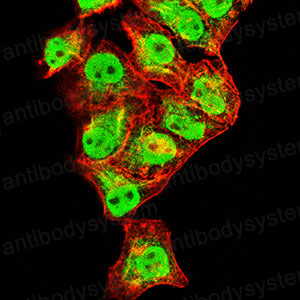 Валидация IF - AntibodySystem RHF89601