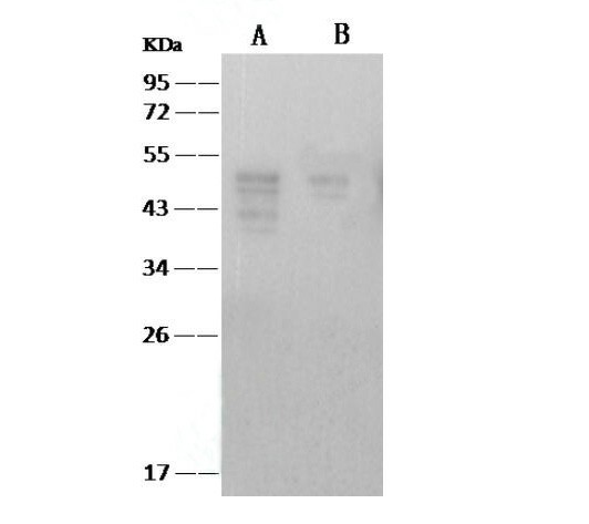 Валидация Elabscience E-AB-V1342