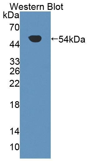 59037