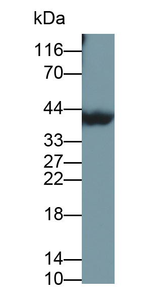 41551
