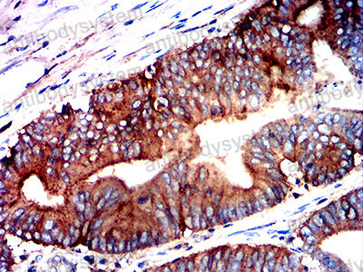 Валидация AntibodySystem RHG26702 (2894)