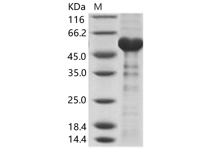 Валидация Elabscience PKSV030134(5911)
