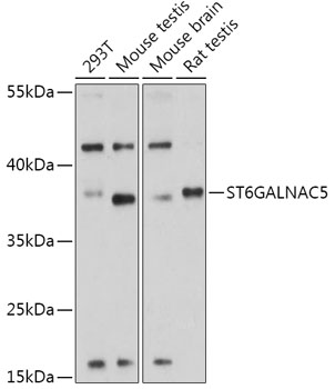 Валидация Elabscience E-AB-91908