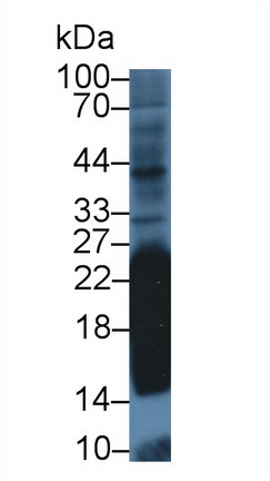 8636