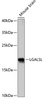 Валидация Elabscience E-AB-65141