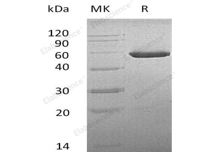 Валидация Elabscience PKSM040782(4749)