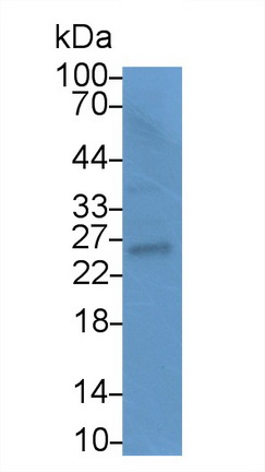 14619
