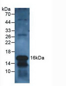 4207