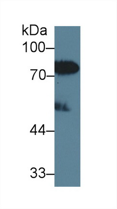 10267