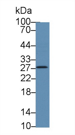 13842