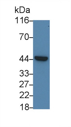 48879