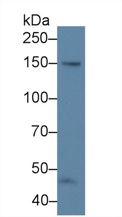 39907
